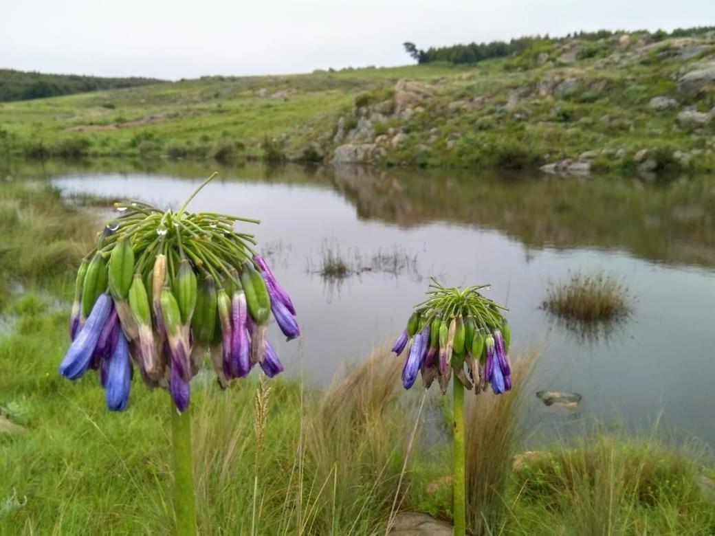 Rocks & Roses Farm Stay Lochiel Bagian luar foto