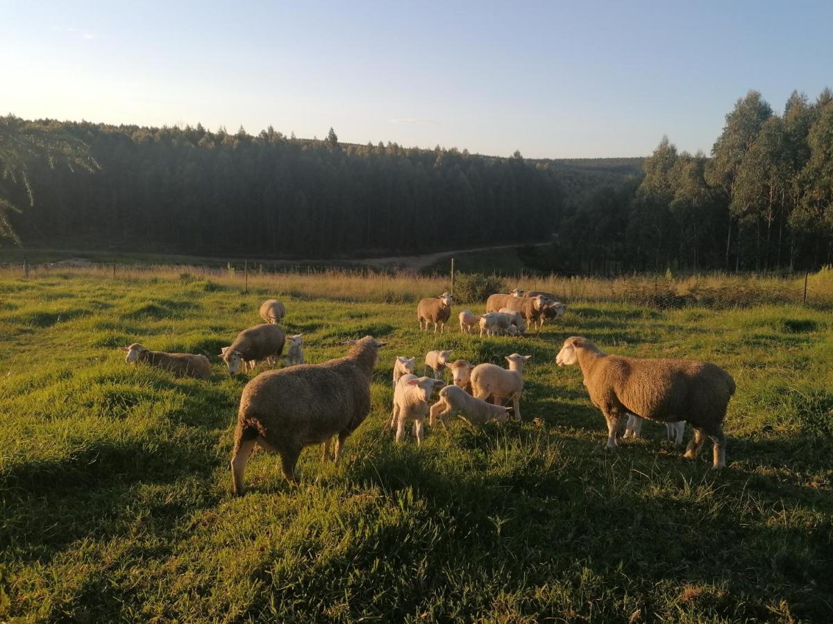 Rocks & Roses Farm Stay Lochiel Bagian luar foto