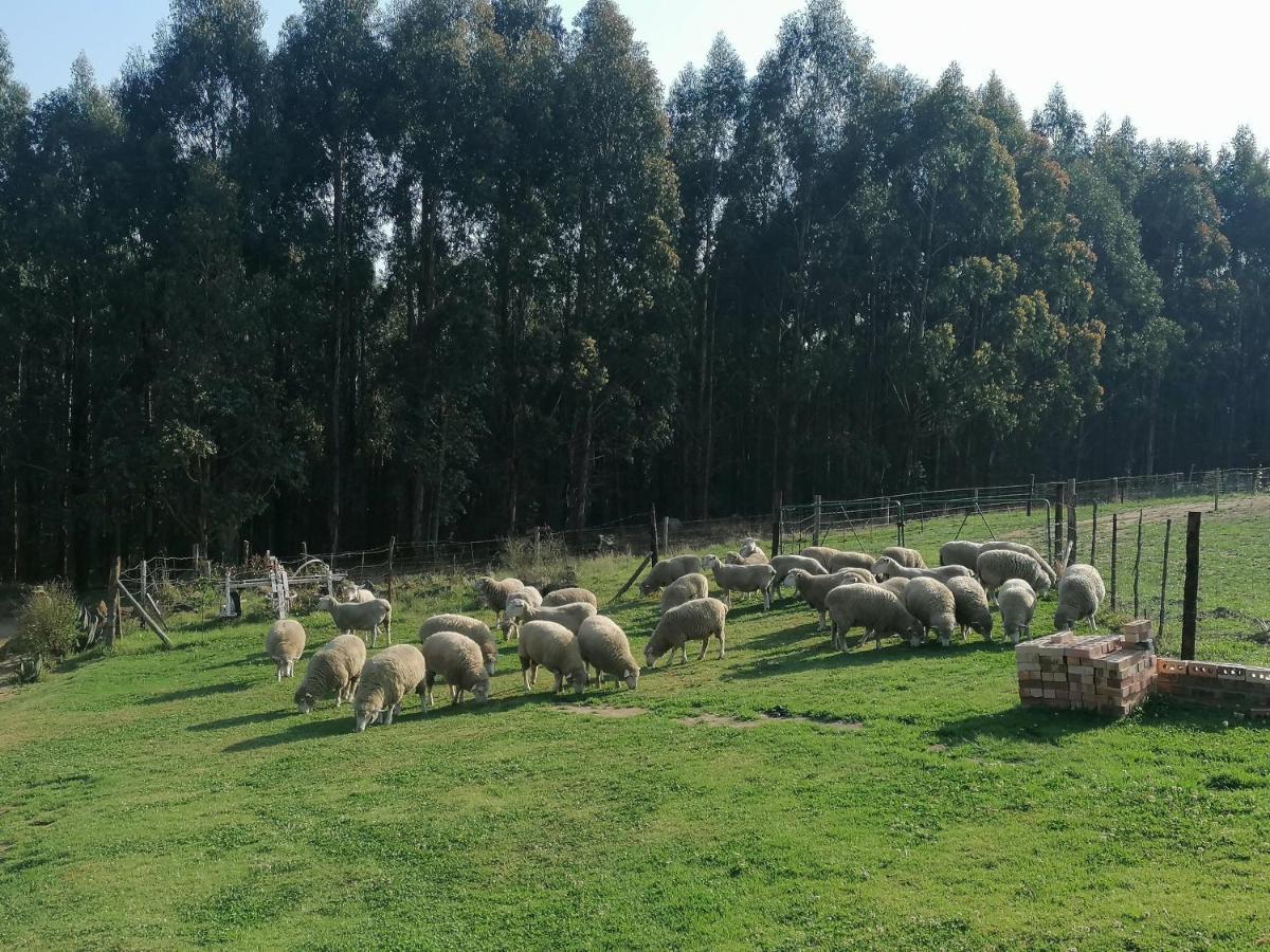 Rocks & Roses Farm Stay Lochiel Bagian luar foto